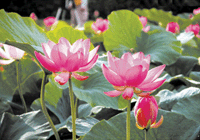 Pearl lotus leaf inner wall finish